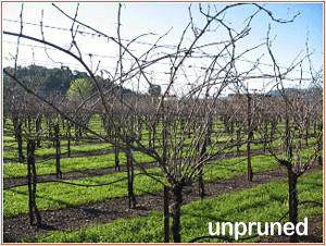 unpruned