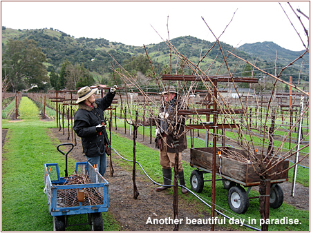 Pruning