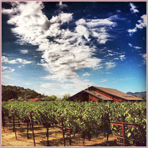 tom_scott_vineyard